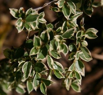 Photo of Cotoneaster atropurpureus 'Variegatus' foliage by Hoot Owl Hollow Nursery