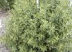 Ageratina