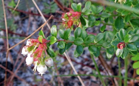 Vaccinium darrowii 'Native Blue' | Native Blue Southern Ornamental ...