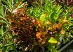 Coprosma