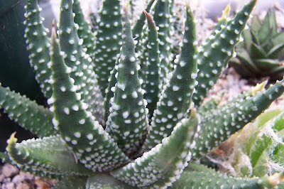 Haworthia herbacea