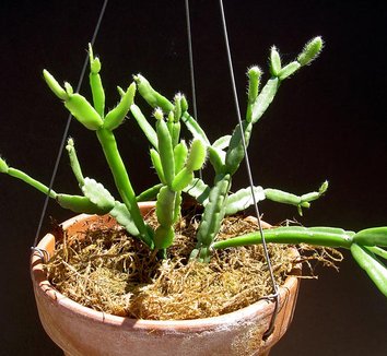 Photo of Rhipsalis ritlorum by Cactus Jungle
