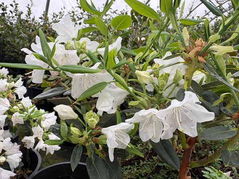 Rhododendron oreotrephes 'James White' | | plant lust