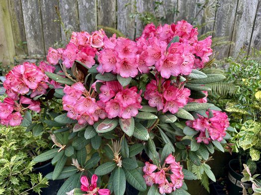 Photo of Rhododendron 'Wine and Roses' by plant lust