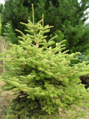 Abies cephalonica 'Barabits Gold' | Barabits Gold Greek Fir Abies cephalonica 'Barabits Gold' | Barabits Gold Greek Fir