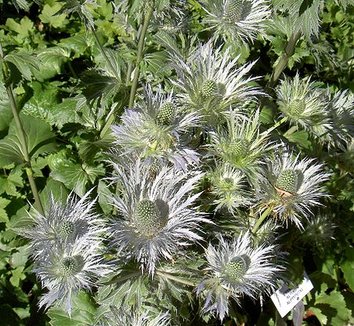 Photo of Eryngium alpinum flower by Teemu Maki