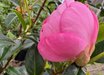 Camellia