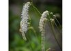 Sanguisorba