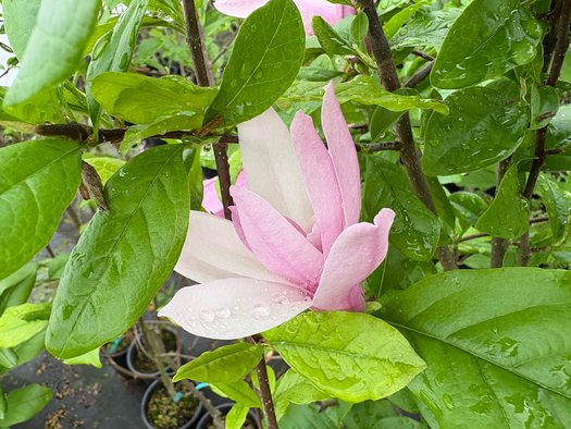 Photo of Magnolia 'Ricki' flower by plant lust
