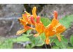 Lonicera