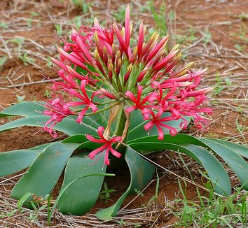 Photo of Ammocharis coranica flower, foliage, form, habitat by Bernard DuPont
