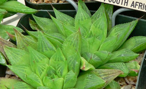 Haworthia turgida var. longibracteata plant lust