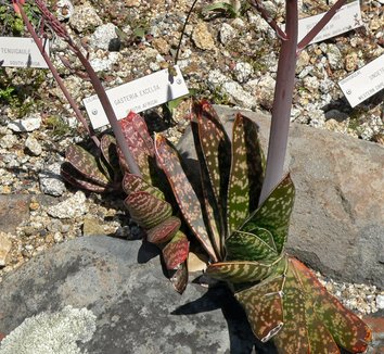 Photo of Gasteria excelsa by Stan Shebs