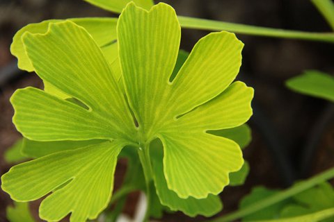 Ginkgo biloba 'Anny's Zebra' | Anny's Zebra Maidenhair Tree