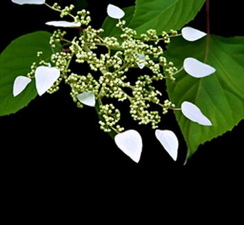 Photo of Schizophragma fauriei [BSJW 3802] by Arrowhead Alpines