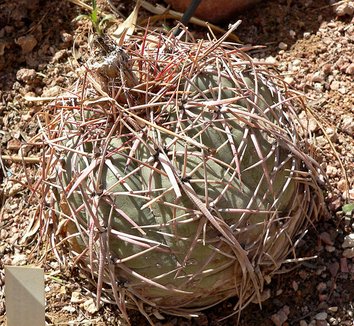 Photo of Echinocactus horizonthalonius foliage by Stan Shebs
