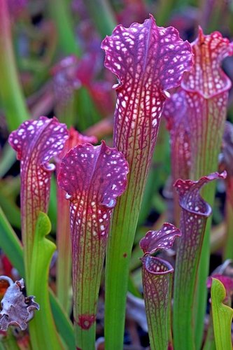 Sarracenia x farnhamii| plant lust