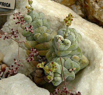 Photo of Crassula elegans foliage by Stan Shebs