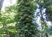 Schizophragma