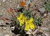 Calylophus