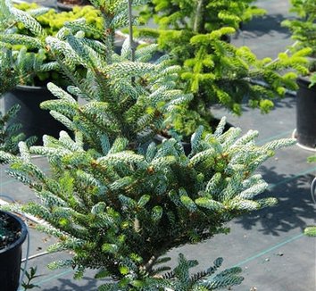 Photo of Abies koreana 'Horstmann's Silberlocke' foliage by Conifer Kingdom