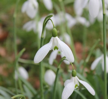 Photo of Galanthus elwesii 'Mrs Macnamara' flower, foliage by Rictor Norton & David Allen