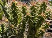 Cylindropuntia