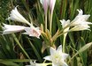 Crinum bulbispermum [white mother plant (3 yr 2025)]