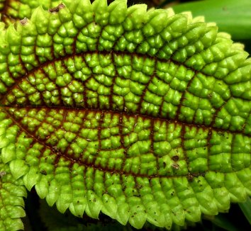 Photo of Pilea involucrata foliage by Brian's Botanicals