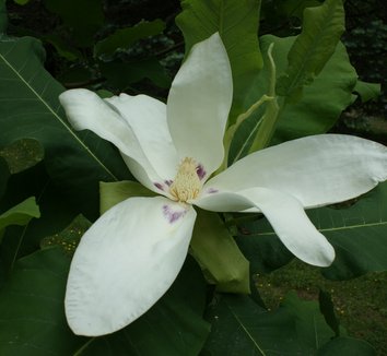 Photo of Magnolia macrophylla var. ashei flower by Karl Gercens III