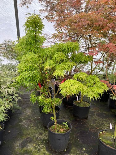 Photo of Acer palmatum 'Sharp's Pygmy' foliage by plant lust