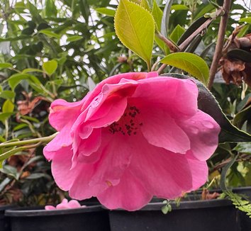Photo of Camellia x williamsii 'Donation' flower by plant lust