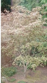 Photo of Acer palmatum 'Azuma murasaki' by Jean-Pol GRANDMONT