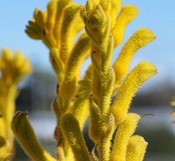 Photo of Anigozanthos 'Bush Gold' flower by Phoenix Perennials and Specialty Plants Ltd.