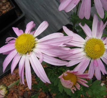 Photo of Chrysanthemum 'Dixter Pink' flower by Far Reaches Farm
