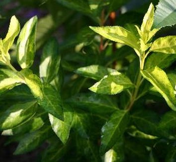 Photo of Forsythia 'Fiesta' foliage by Hoot Owl Hollow Nursery