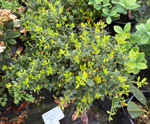Photo of Ilex crenata 'Lemon Gem' foliage by plant lust