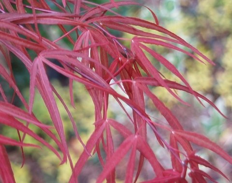Acer palmatum 'Aka Hosada' | Aka Hosada Japanese Maple | plant lust