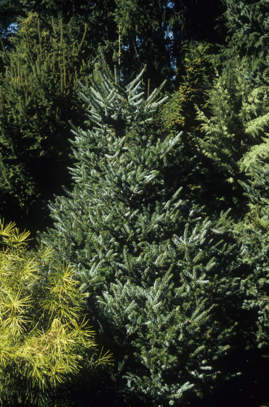 Photo of Abies koreana 'Horstmann's Silberlocke' form by Greer Gardens Inc.