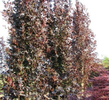 rhododendrondünger für kirschlorbeer Kirschlorbeer Dünger