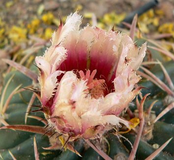 Photo of Echinocactus texensis flower by Stan Shebs
