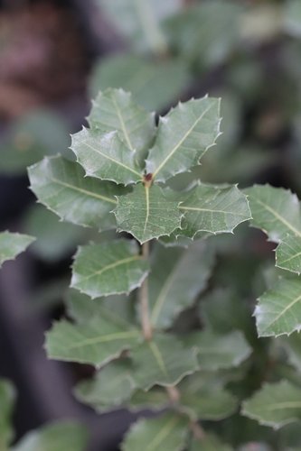Quercus ithaburensis | Mount Tabor Oak | plant lust