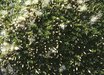Baccharis