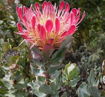 Photo of Protea eximia flower, foliage by Marco Schmidt