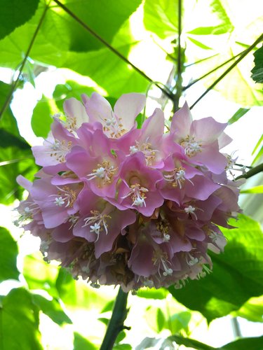 thumbnail image 2 of Dombeya 'Pink Cloud' – Cape Wedding Flower – Tropical Hydrangea Live Plant 2 of 5