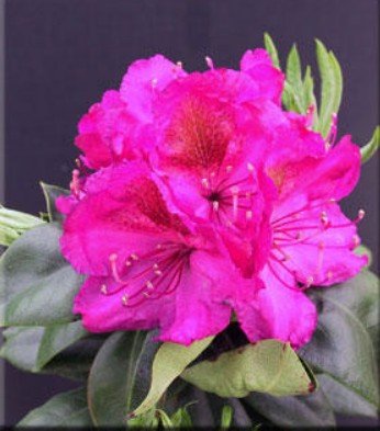 Photo of Rhododendron 'Royal Purple'