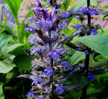 Photo of Ajuga reptans flower by AnnaKika