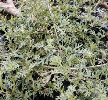 Photo of Glandularia pulchella foliage by Far South Wholesale Nursery