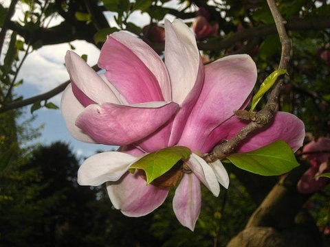 Magnolia x soulangeana 'Lennei' | Magnolia soulangeana