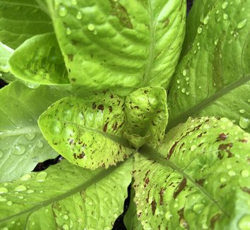 Photo of Freckles Lettuce flower by Kristine Paulus